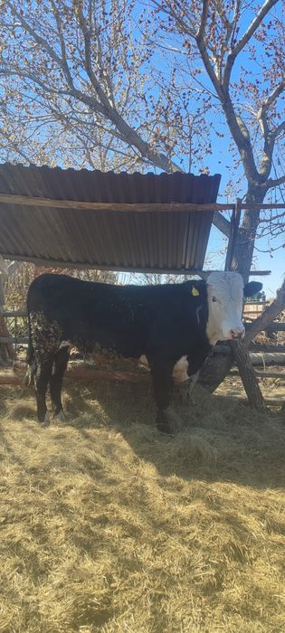 Продам быков торг есть