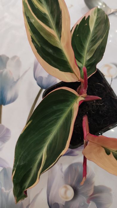 Продам цветы комнатные.