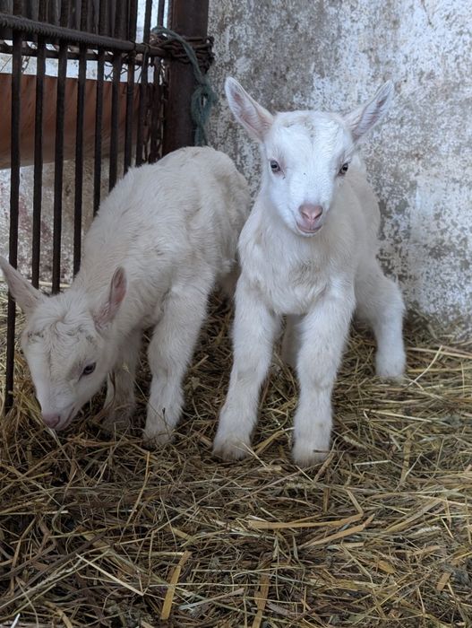 Capre și ieduțe Saanen de Vânzare