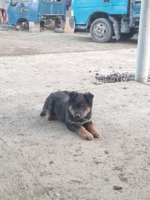 Овчарка немецкий