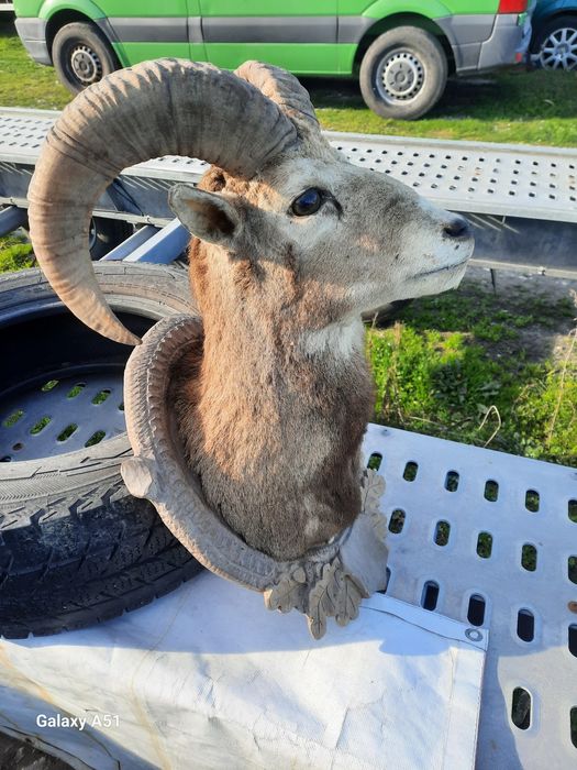 Трофей МУФЛОН...