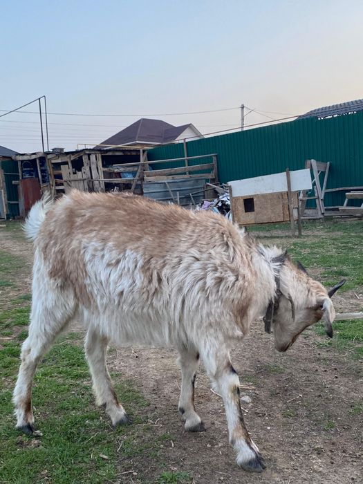 шыбыш лақ сатылады