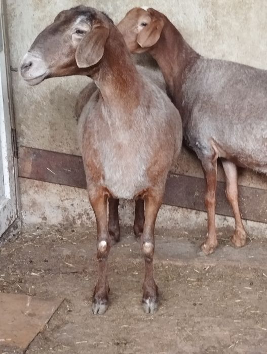 Bugozlar ohunbobayvda keles