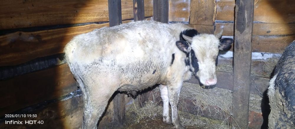 Продам 3 Бычков.