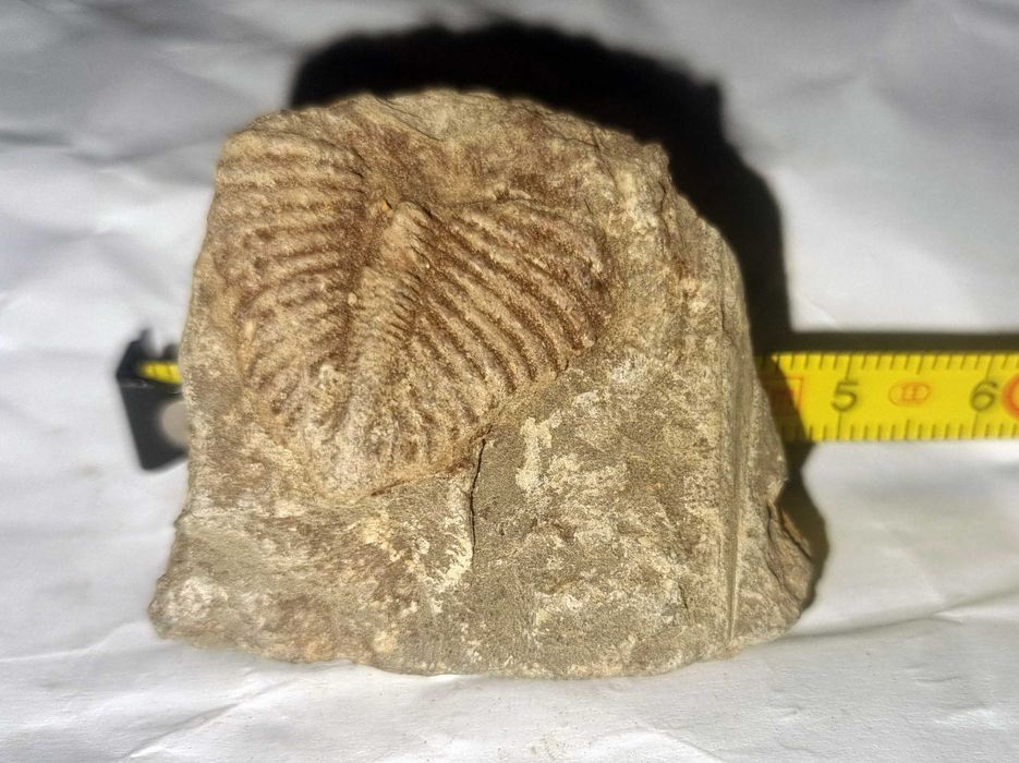 Fosila Trilobit din Silurian