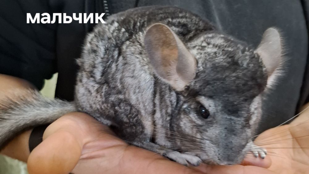Продам шиншилл,милые