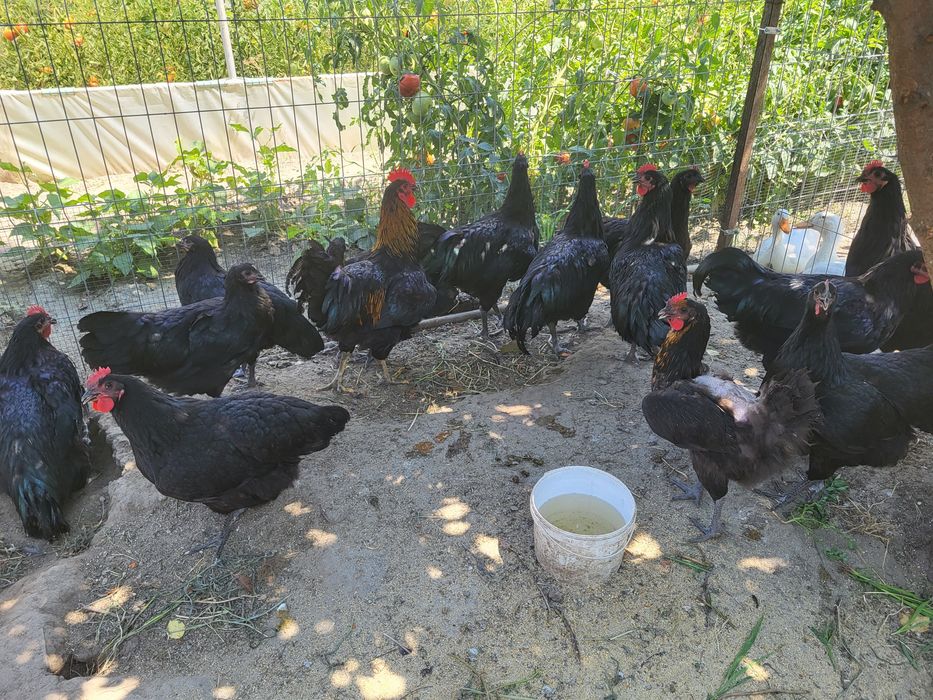 Vand Cocosi Australorp Negru