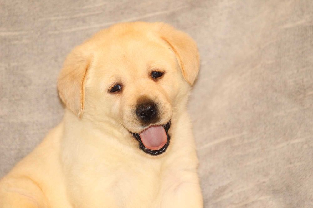 catel labrador calitate deosebita