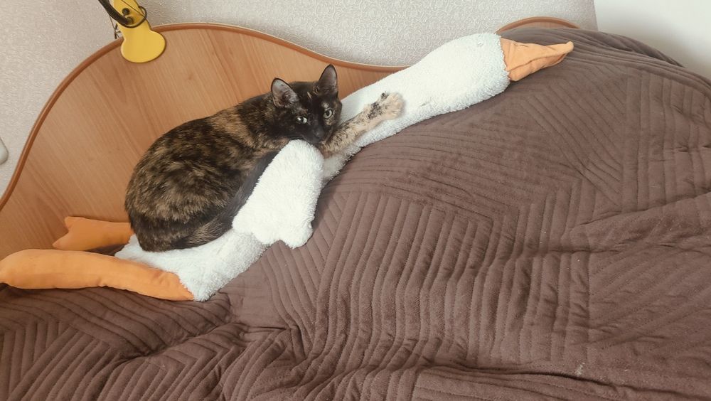 Отдам в добрые руки,умнейшую кошку