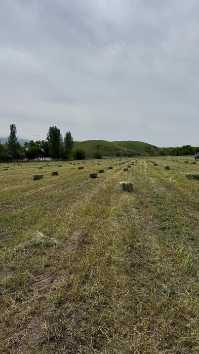 бірінші Кос жаңышқа