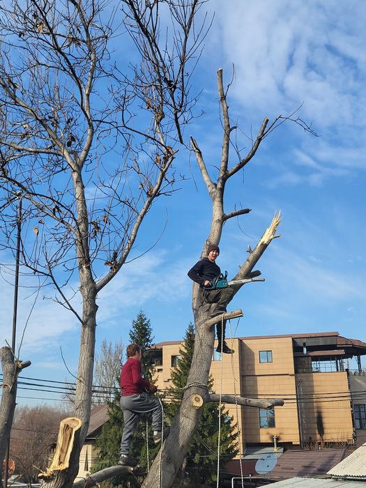 Спил деревьев агаш кесемиз