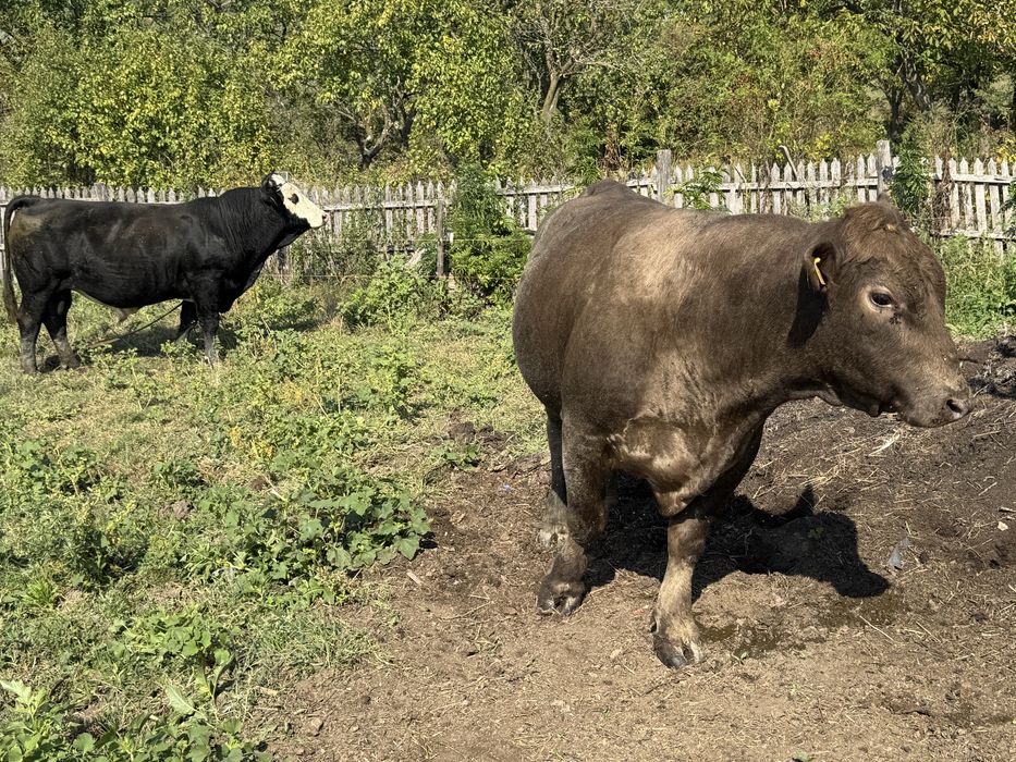 Tauri de vanzare judetul Buzau