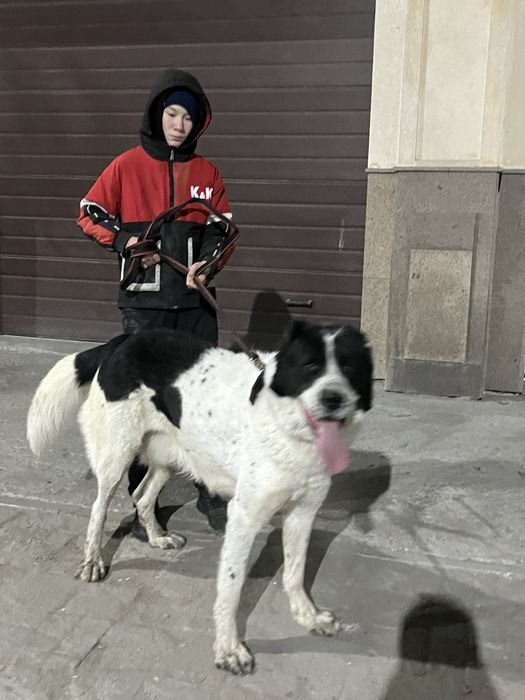 Продам кобеля алабая Линии Карабаса