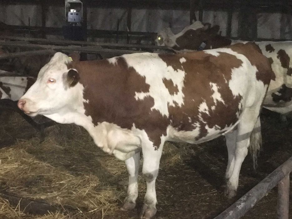 vand juninci-vaci de lapte baltata romaneasca