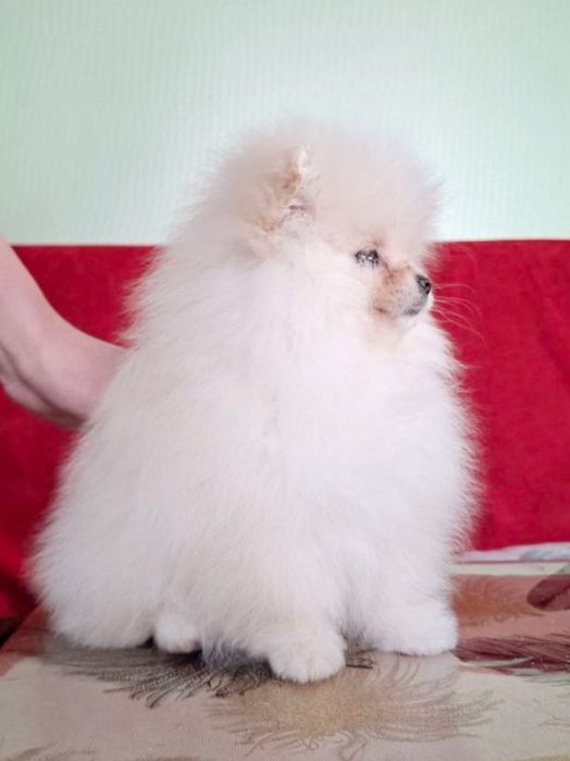 Щенки породы шпиц ждут свои семьи.