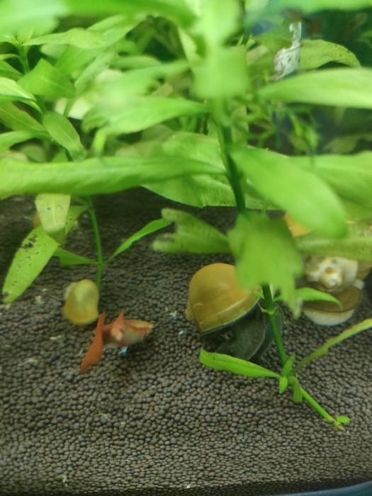 Улитки ампулярии