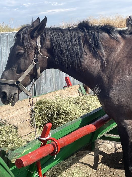 Vand sau schimb iapa de 8ani fac orce proba la fata locului