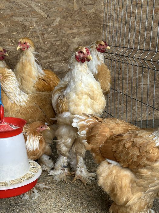 Brahma lemon tineret