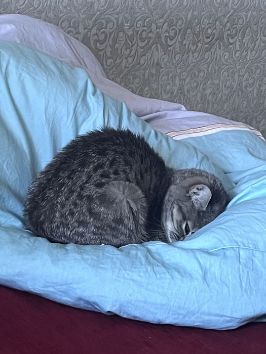 Отдадим кошку в хорошие руки
