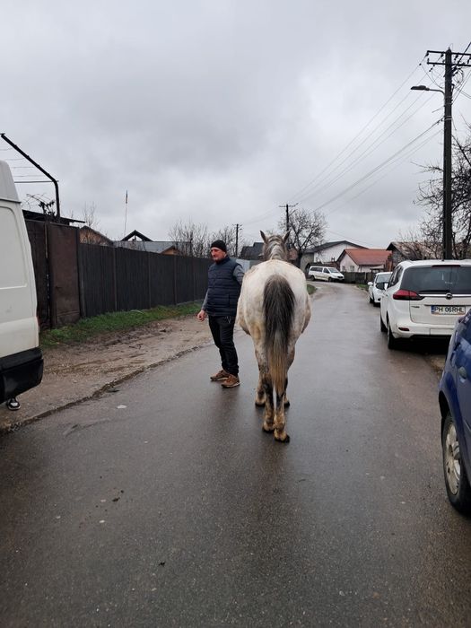 De vânzare iapa de 10 ani cu mânzat de 11 zile