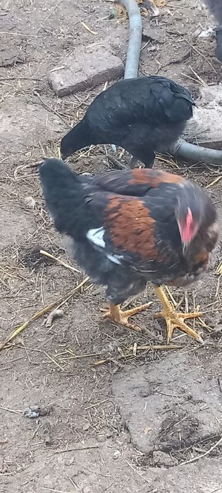 Găini De țară de un an crescute natural