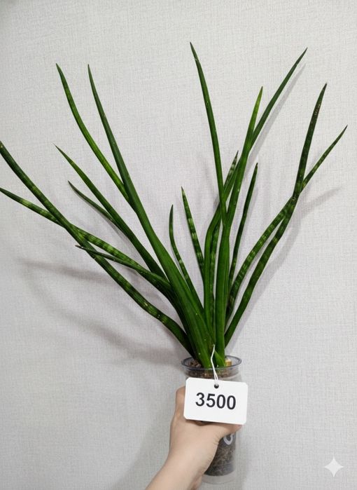 Продам комнатные растения