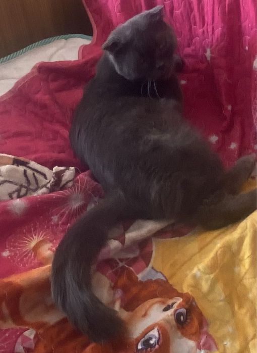 Котики и кошки мышелоы