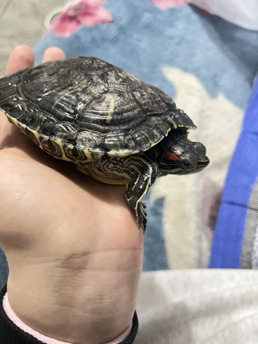 Красноухая черепаха мальчик