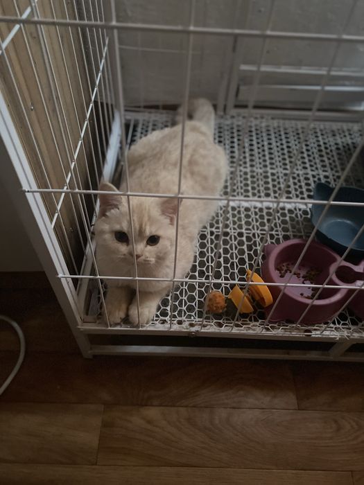 Кошка продам срочно