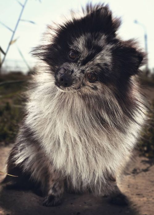 Продажа мраморный шпиц