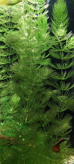 Роголистник. Трава. Аквариум