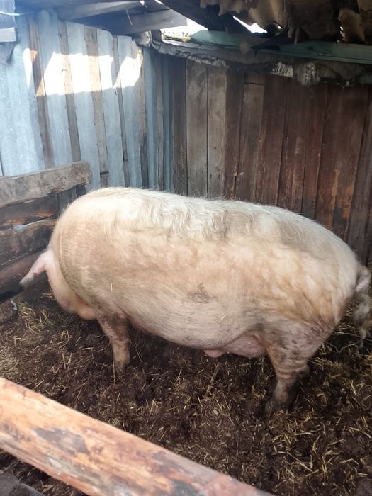 Продам кабан кастрированный