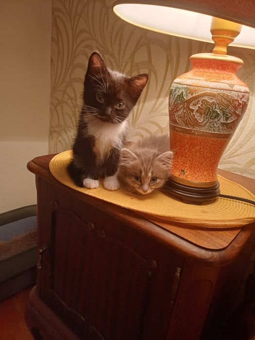 Пристраиваю котят