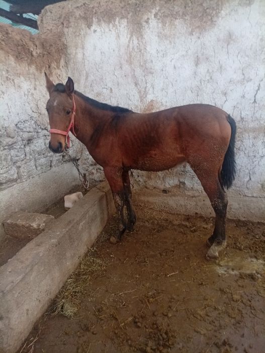 Toy sotiladi 10 oylik