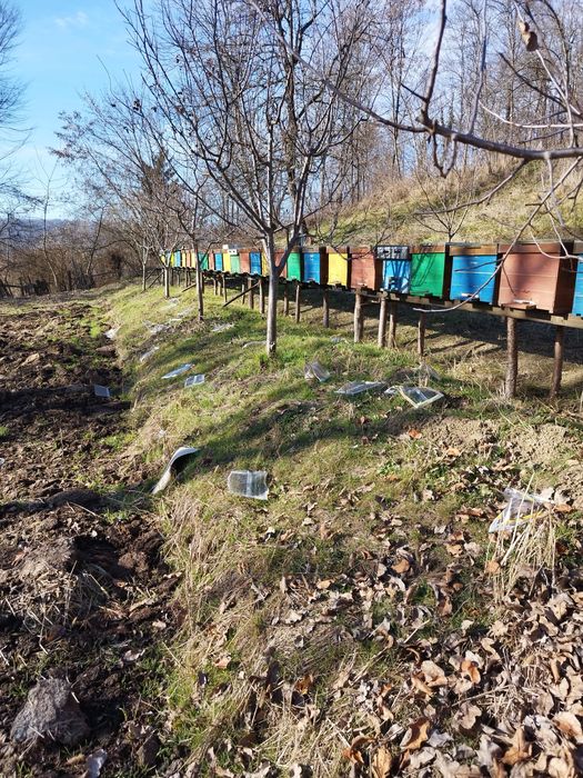 Vând cutii de stupi orizontali pe 18 rame