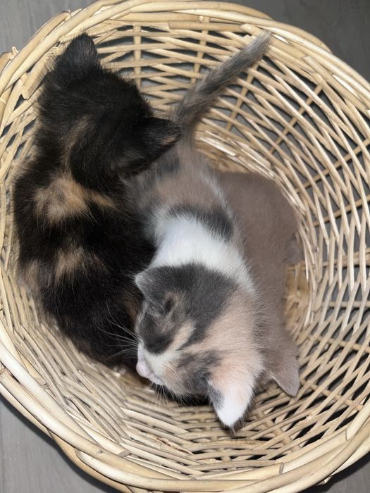 Котёнки  1 мальчик 2 девочки