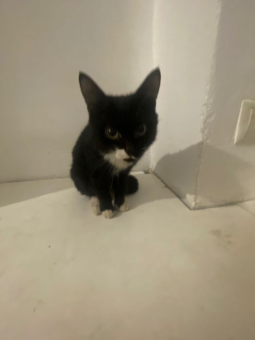 Котенок мальчик 4 месяца