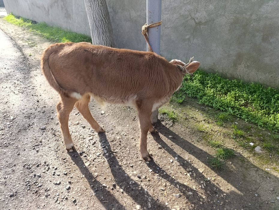 Сиыр бұзауымен сатылады