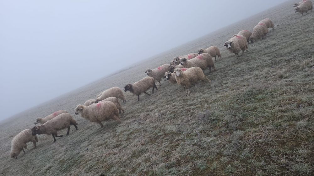 Oii Miei Berbeci de vînzare