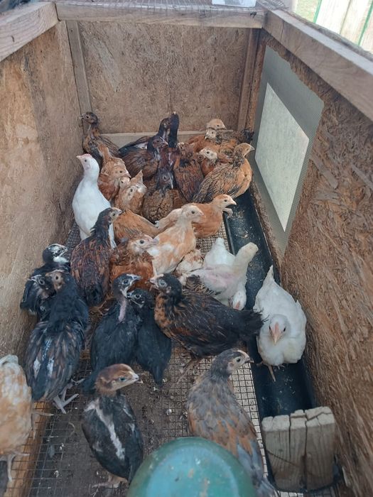 Балапан. Цыплята