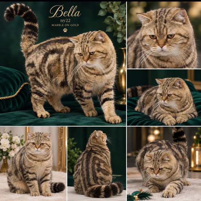 Котята Элитные от "Golden Fox "