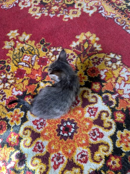 3 котенка, британцы