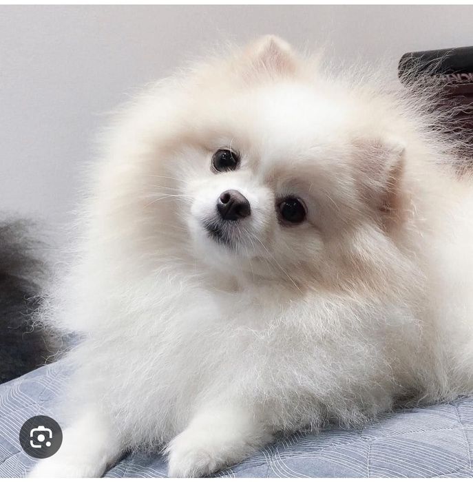 Померанский шпиц девочка!