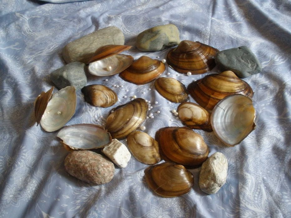 продам лом озерных ракушек