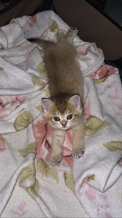 Котята на продажу породистые