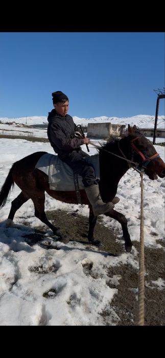 Жорға құнан 2 жасқа келді.