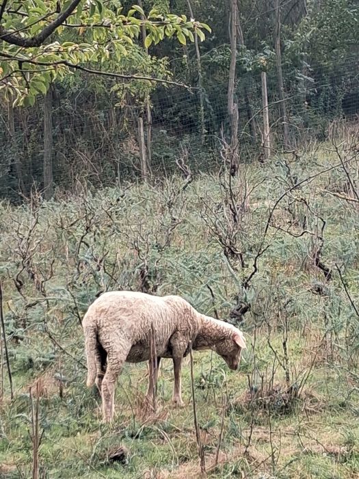 De vânzare un mănz de 5 luni și o cărlanca are undeva la 50 kg 55kg se vinde separat