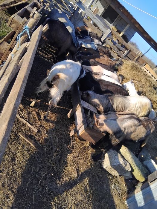 Capre gestante  tinere