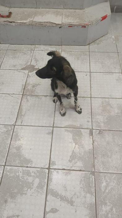 Щенок звонок девочка