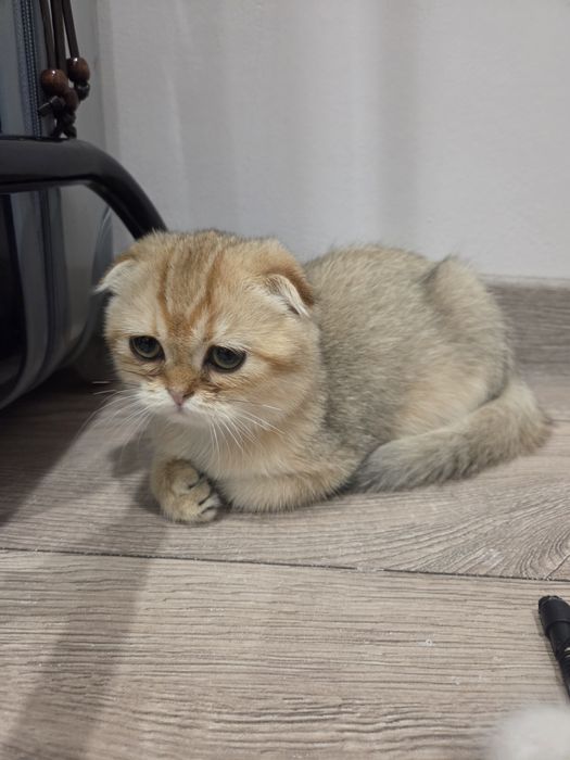 Золотистая шиншилла